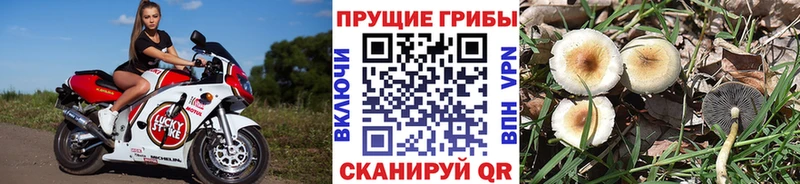 Купить  Кашира  Галлюциногенные грибы Cubensis 